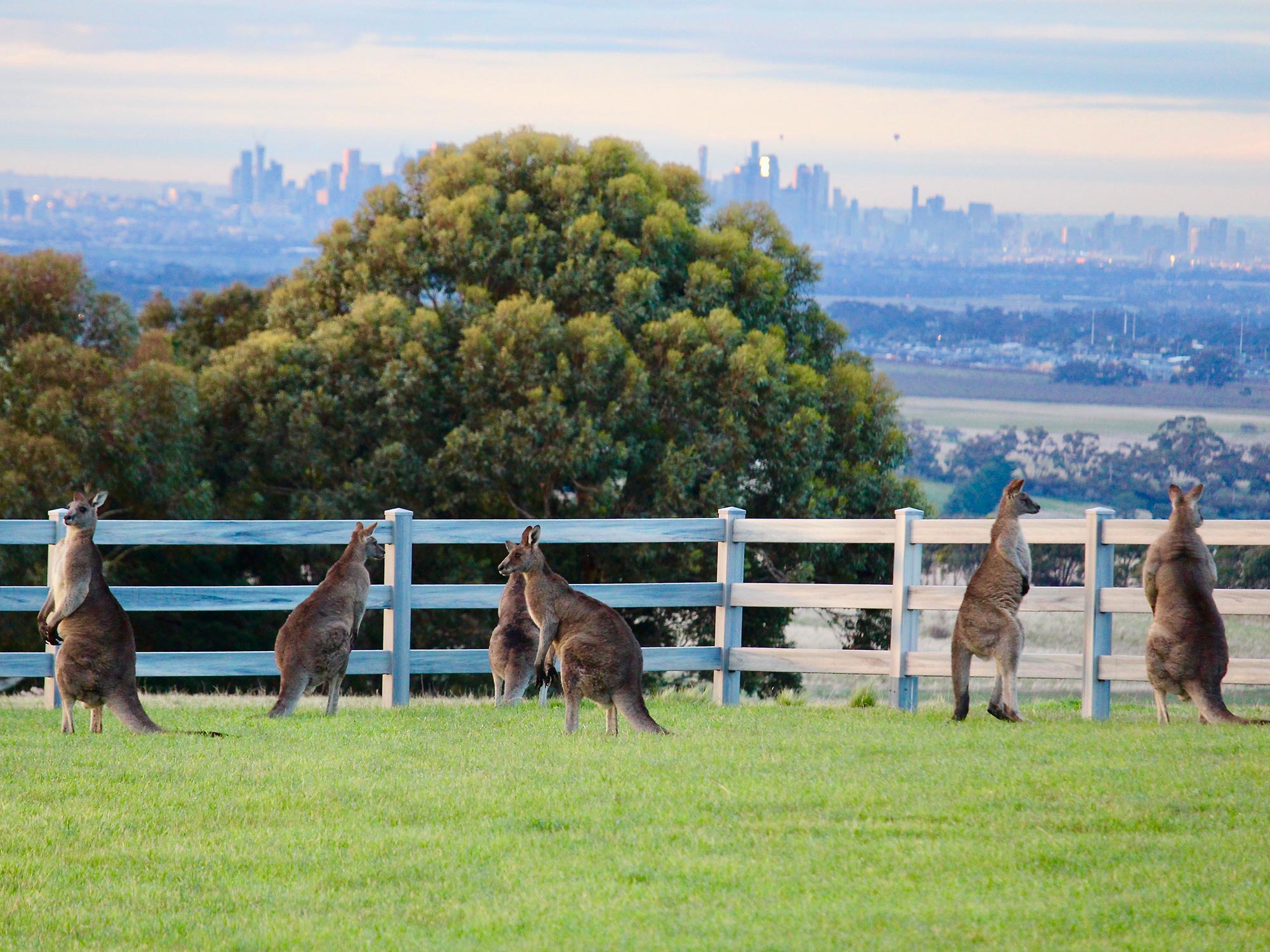 - Think Fencing - Leading PVC Fencing Supplier Why Australian-Made PVC Fencing Outperforms Imported Alternatives